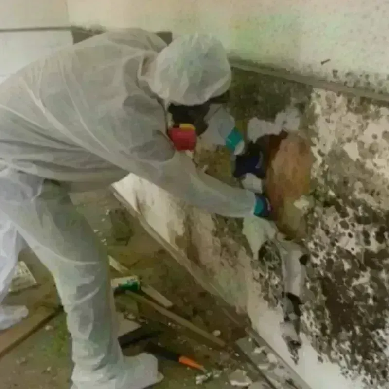 Mold Remediation and Removal in Vinings, GA